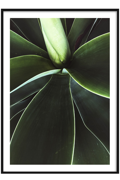 Постер  Зеленый Суккулент