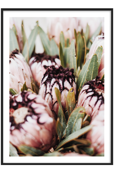 Постер Букет протеи