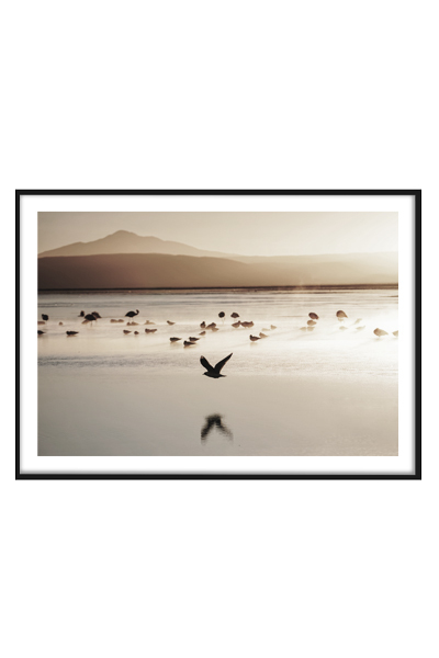 Постер Птица над водой