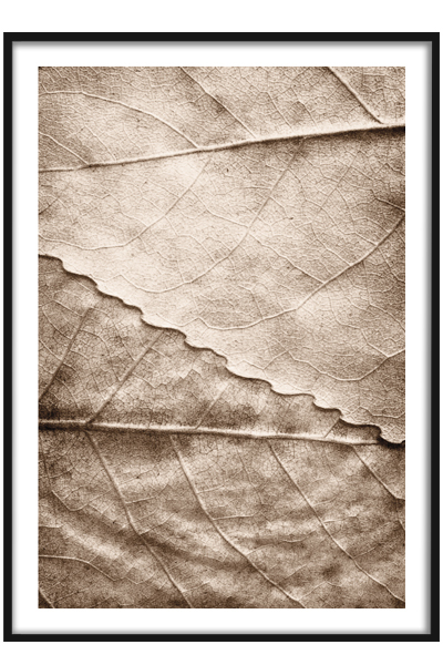 Постер Листья