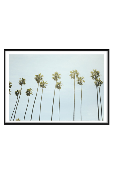 Постер  Пальмы