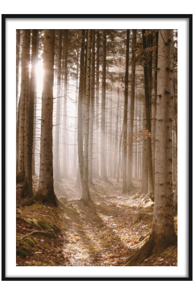 Постер Туманный лес