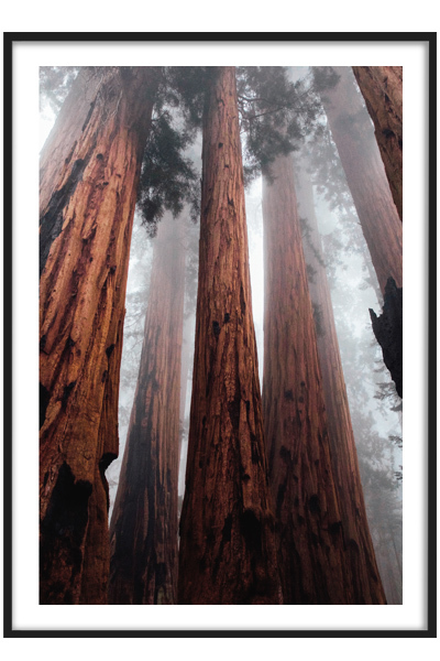 Постер Могучие деревья