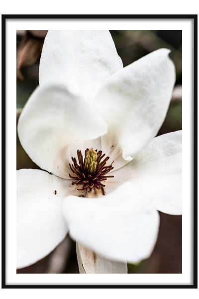 Постер Белый цветок магнолии