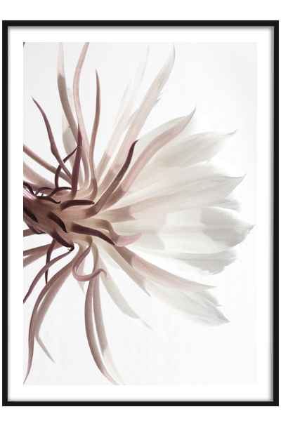 Постер Цветок