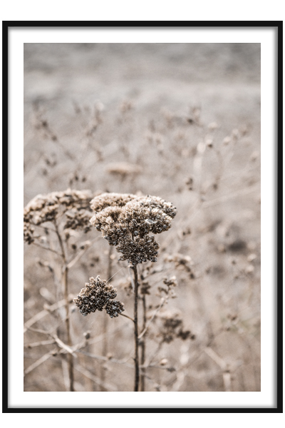 Постер Сухоцветы в поле