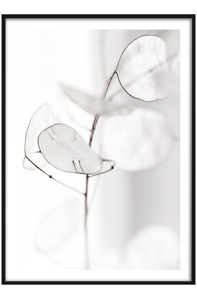 Постер Веточка сухоцвета