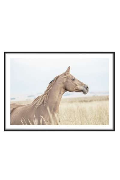 Постер Лошадь в поле