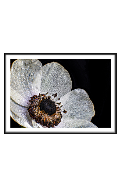 Постер Белый цветок