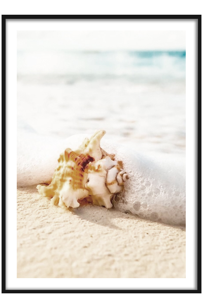Постер  Ракушка