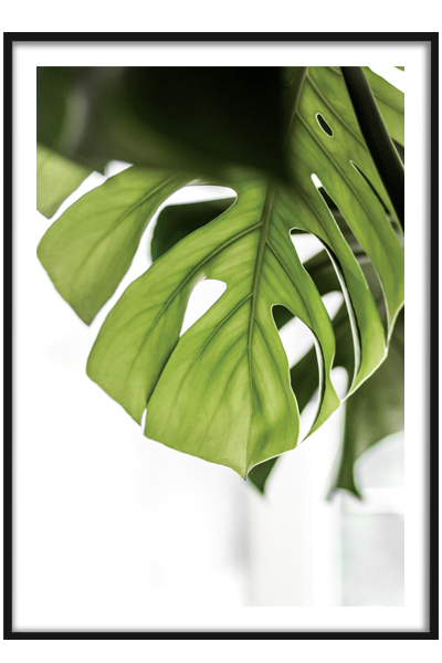 Постер  Лист монстеры