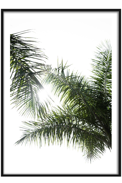 Постер  Солнце сквозь пальмы