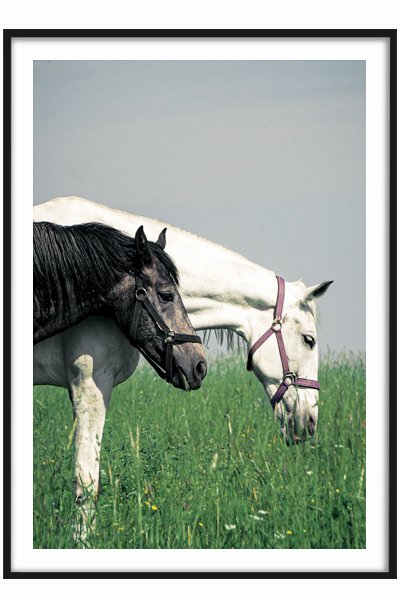 Постер  Черно-белая пара лошадей