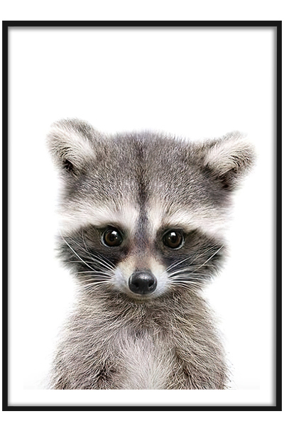 Постер Енот