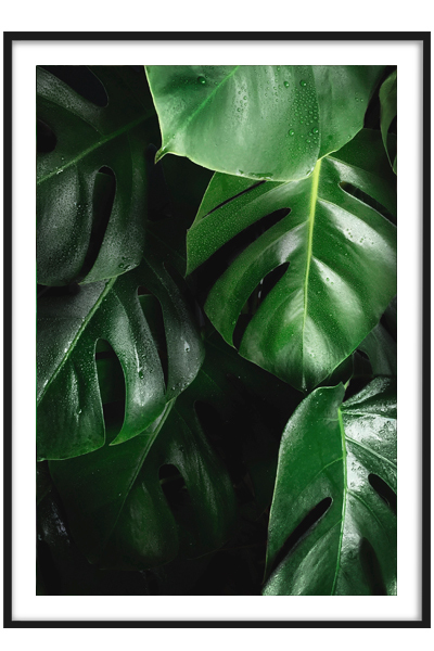 Постер Тропическая монстера