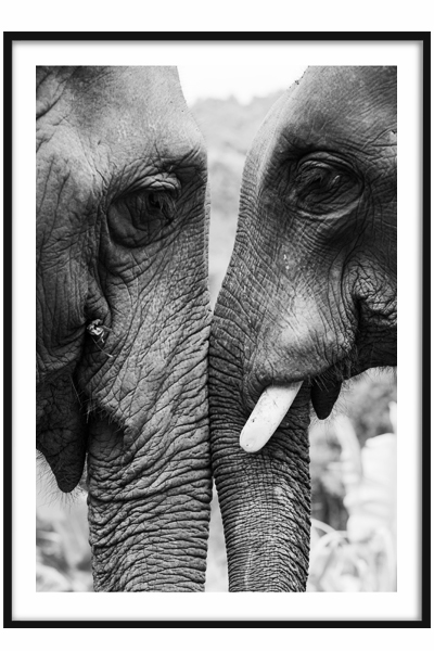 Постер Слоны