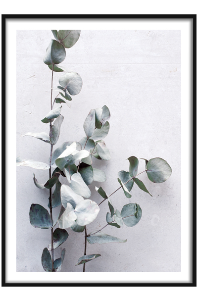 Постер ЭВКАЛИПТ