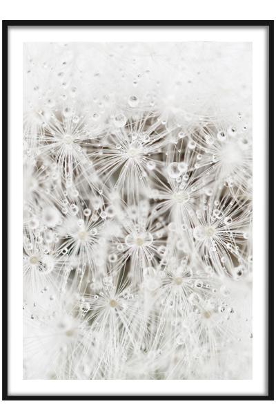 Постер  Одуванчик