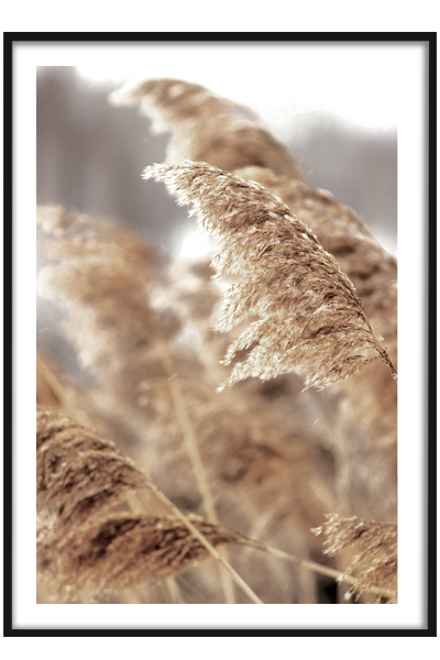 Постер  Пампасная трава №2