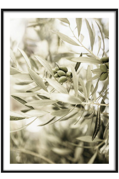 Постер  Оливковая ветвь