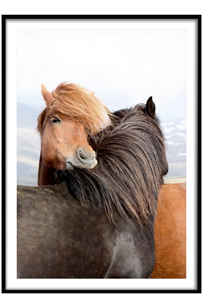 Постер  Лошади