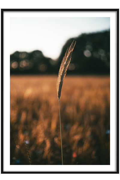 Постер  Осенний колосок