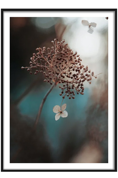 Постер  Зонтик сухоцвета