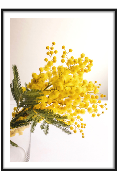 Постер  Букет мимозы