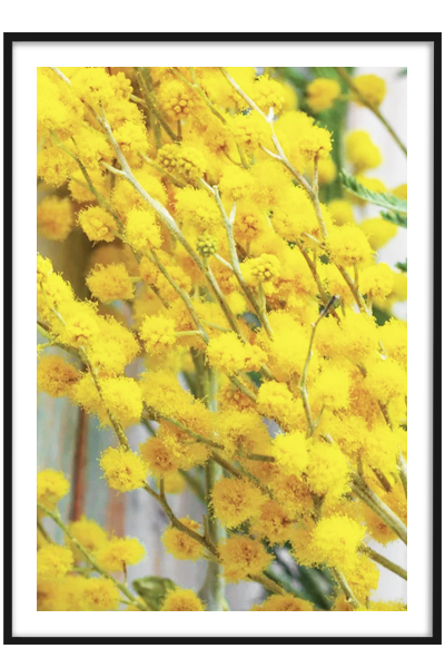 Постер  Ветвь мимозы