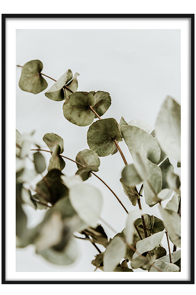 Постер  Ветка Эвкалипта