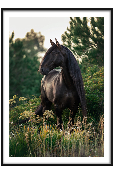 Постер  Черный конь