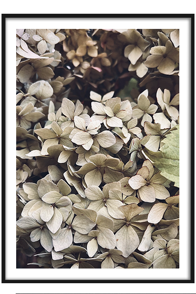 Постер  Гортензия