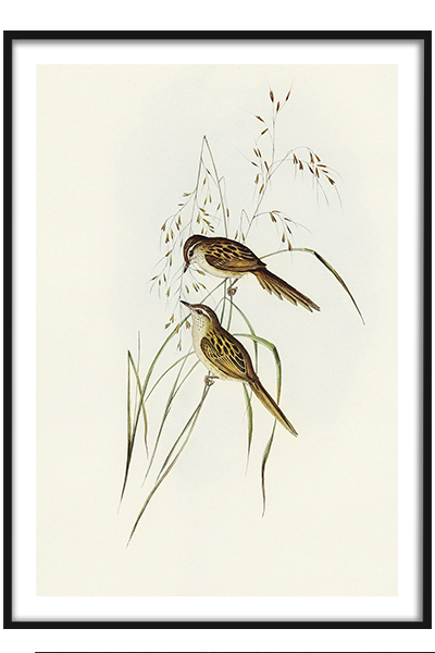 Постер  Птицы на травинке