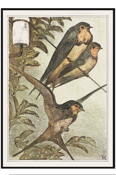 Постер  Ласточки