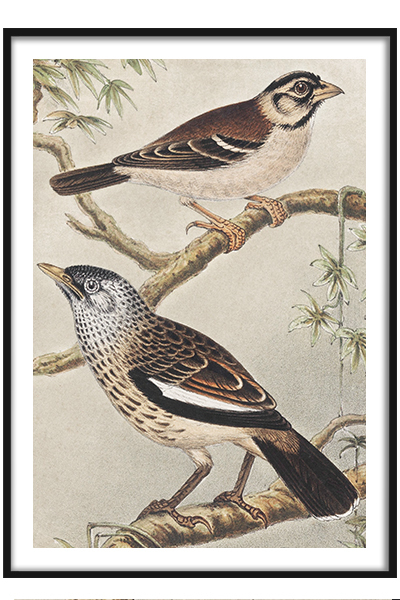 Постер  Лесные птицы