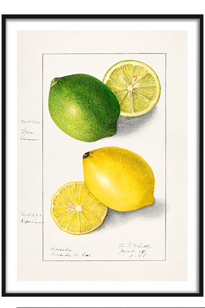 Постер Винтажные лимоны