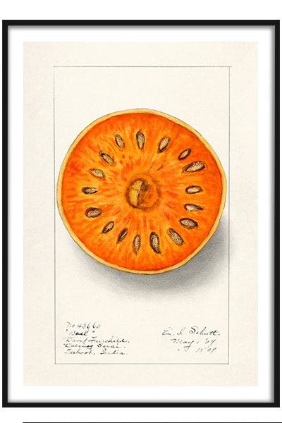 Постер Винтажный  баиль