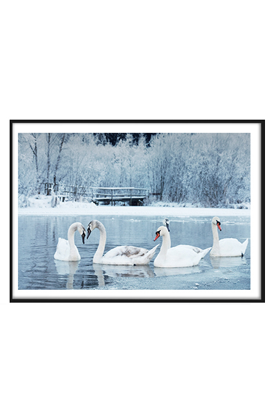 Постер Лебединое озеро