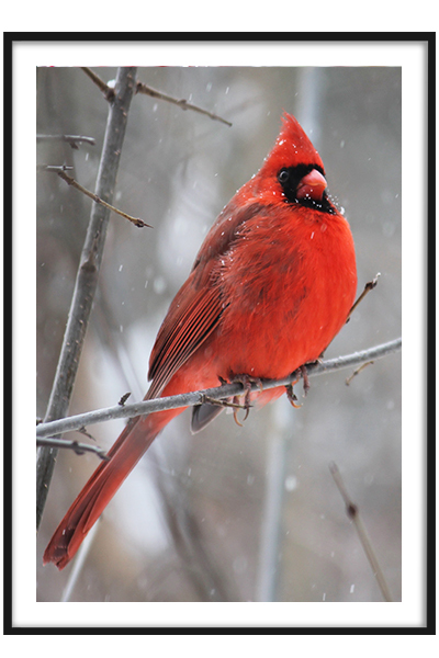 Постер Красная птичка