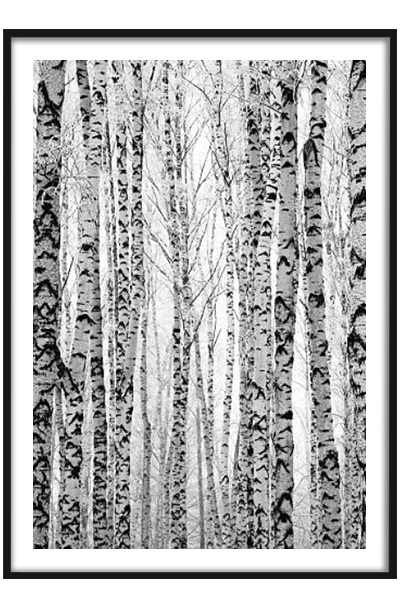 Постер Березовый лес