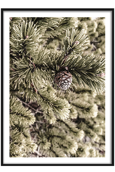 Постер  Шишка на ветке