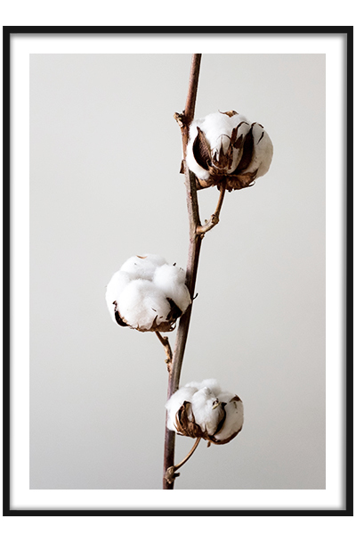 Постер  Ветка хлопка