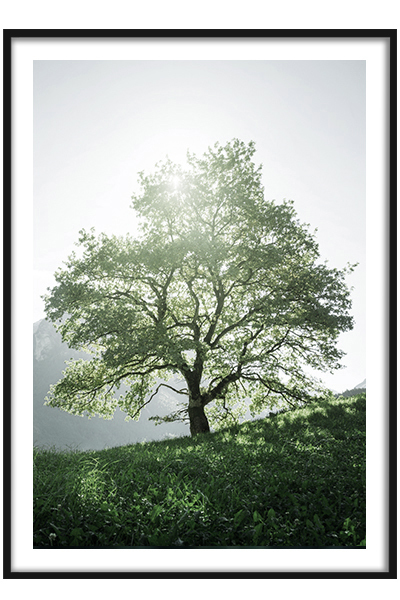 Постер  Солнечное дерево