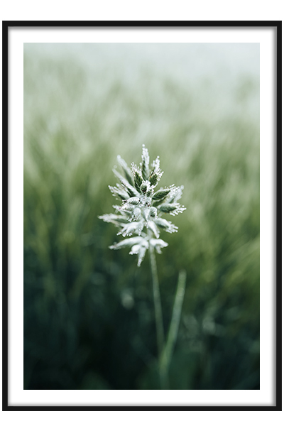 Постер  Травинка