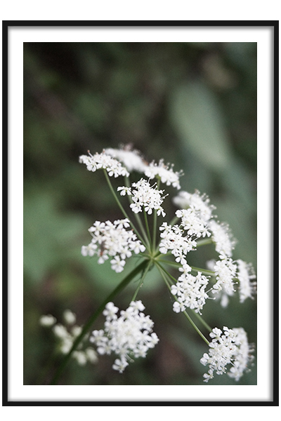 Постер  Белый бедренец