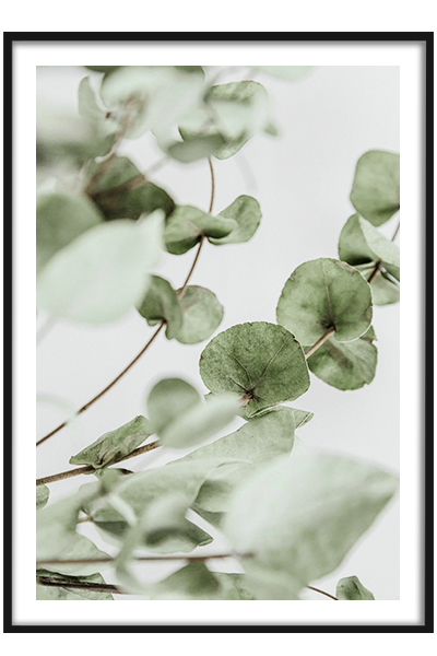 Постер  Ветка эвкалипта