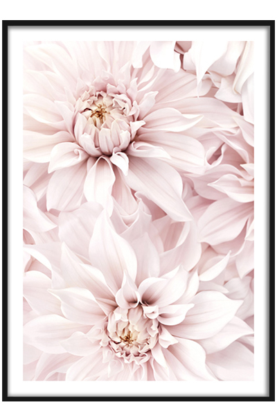 Постер Розовые хризантемы