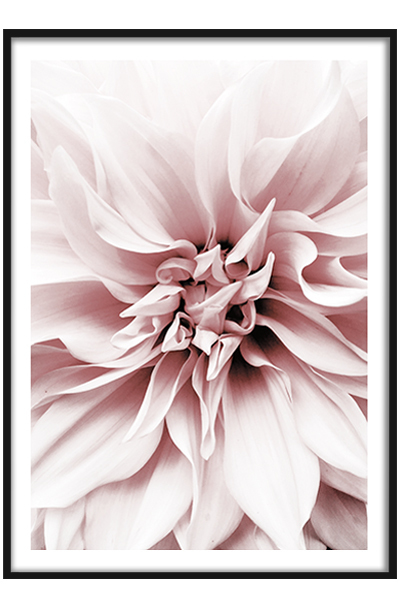 Постер Розовая хризантема