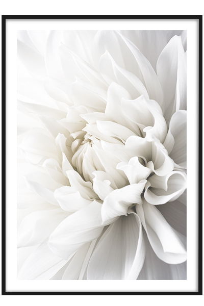 Постер Белый георгин