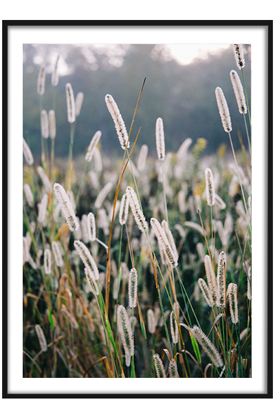 Постер Зеленые травинки